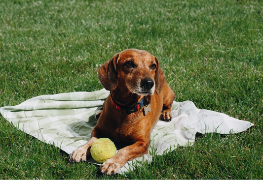 A Comprehensive Guide to CBD for Dogs